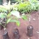 Fuerte Avocado Seedlings