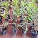 MRG-20 Macadamia Seedlings