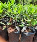 KRG-15 Macadamia Seedlings