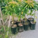 Local Avocado Seedlings